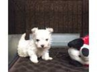 Maltese Puppy for sale in Winston Salem, NC, USA