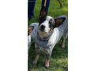 Australian Cattle Dog Puppy for sale in Paso Robles, CA, USA