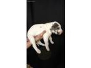 Great Dane Puppy for sale in Mondamin, IA, USA