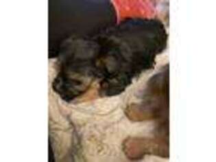 Yorkshire Terrier Puppy for sale in Baraga, MI, USA