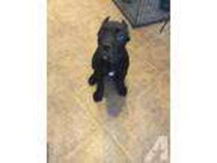 Cane Corso Puppy for sale in HEMET, CA, USA
