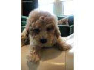 Cavapoo Puppy for sale in Austin, TX, USA