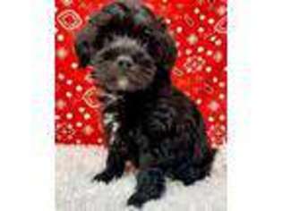 Schnoodle (Standard) Puppy for sale in Louise, TX, USA