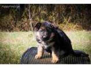German Shepherd Dog Puppy for sale in Marion, IL, USA