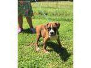 Boxer Puppy for sale in Memphis, TN, USA