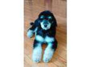 Mutt Puppy for sale in Mansfield, PA, USA
