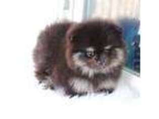 Pomeranian Puppy for sale in Lumber Bridge, NC, USA