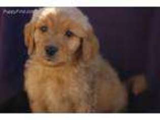 Golden Retriever Puppy for sale in Etowah, TN, USA