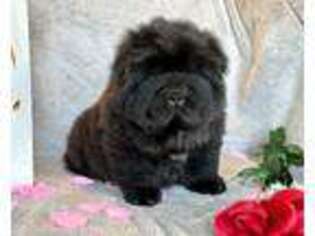 Chow Chow Puppy for sale in Mira Loma, CA, USA