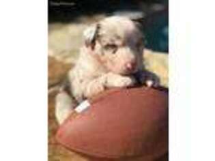 Australian Shepherd Puppy for sale in Collinsville, TX, USA