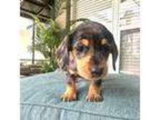 Dachshund Puppy for sale in Winter Park, FL, USA