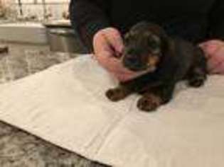 Dachshund Puppy for sale in Greenup, IL, USA