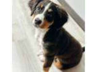 Bernese Mountain Dog Puppy for sale in Kilgore, TX, USA