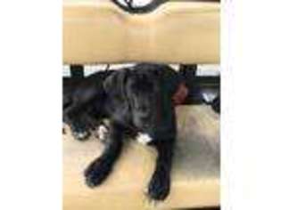 Great Dane Puppy for sale in Collinsville, TX, USA