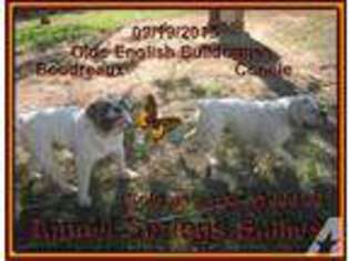 Olde English Bulldogge Puppy for sale in PETERMAN, AL, USA