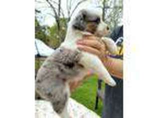 Miniature Australian Shepherd Puppy for sale in Dallas, TX, USA