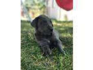 Great Dane Puppy for sale in Plymouth, UT, USA
