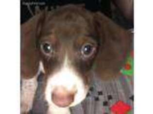 Dachshund Puppy for sale in Lubbock, TX, USA