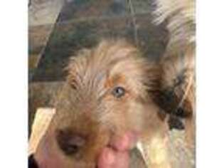Mutt Puppy for sale in San Juan, TX, USA
