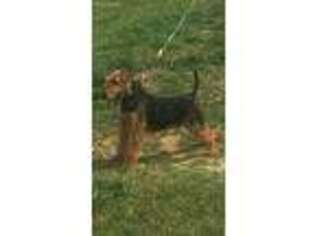 Airedale Terrier Puppy for sale in Crane Hill, AL, USA
