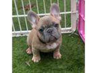 French Bulldog Puppy for sale in Chesterfield, VA, USA
