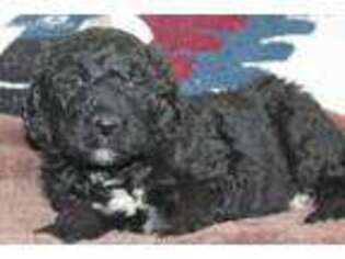 Labradoodle Puppy for sale in Marshfield, WI, USA