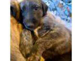 Irish Wolfhound Puppy for sale in Firth, NE, USA