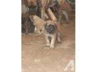 Mastiff Puppy for sale in LENNOX, SD, USA