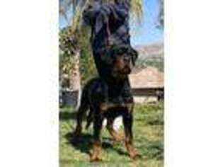 Rottweiler Puppy for sale in Moreno Valley, CA, USA