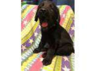 Labradoodle Puppy for sale in Puyallup, WA, USA