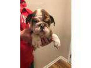 Bulldog Puppy for sale in Mount Gilead, OH, USA