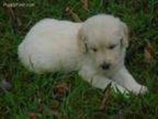 Goldendoodle Puppy for sale in Free Union, VA, USA