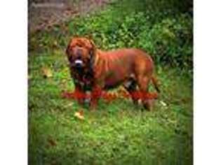 American Bull Dogue De Bordeaux Puppy for sale in Wellston, OH, USA
