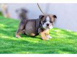 Bulldog Puppy for sale in Chowchilla, CA, USA