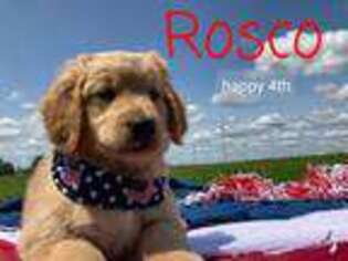 Golden Retriever Puppy for sale in Rosebush, MI, USA