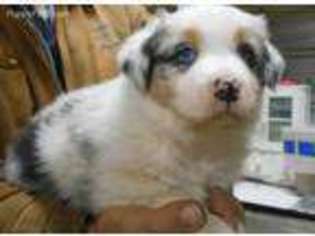 Australian Shepherd Puppy for sale in Iberia, MO, USA