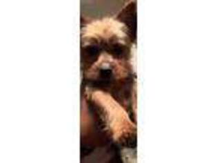 Yorkshire Terrier Puppy for sale in Hewitt, TX, USA
