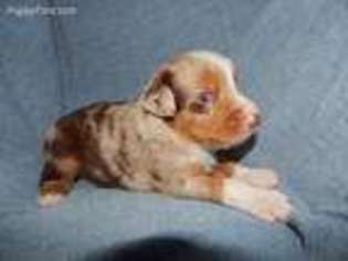 Australian Shepherd Puppy for sale in Clara City, MN, USA
