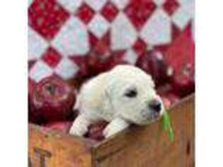 Mutt Puppy for sale in Brewster, WA, USA