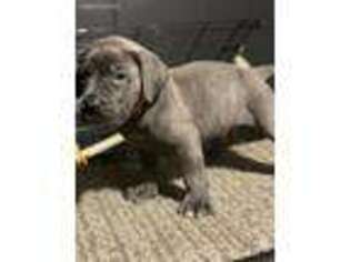 Cane Corso Puppy for sale in Milwaukee, WI, USA