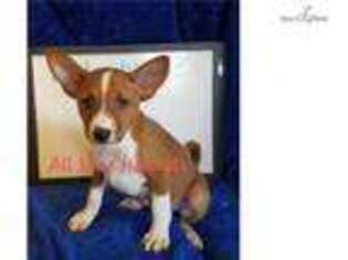 Basenji Puppy for sale in Fort Smith, AR, USA