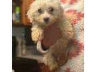 Maltese Puppy for sale in Bassett, VA, USA