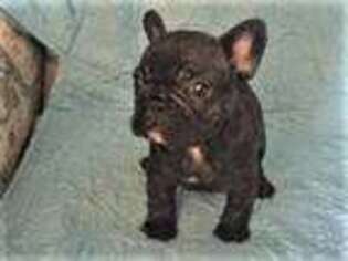French Bulldog Puppy for sale in Greenwood, IN, USA