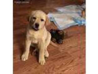 Labrador Retriever Puppy for sale in Glen Burnie, MD, USA