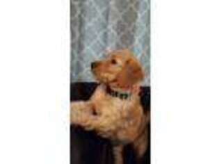 Goldendoodle Puppy for sale in Merkel, TX, USA
