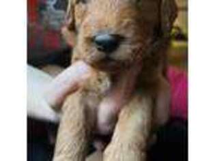 Goldendoodle Puppy for sale in Broadview Heights, OH, USA