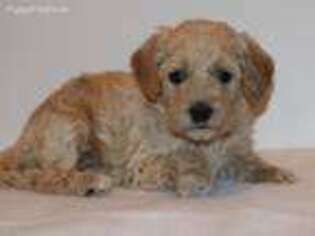 Soft Coated Wheaten Terrier Puppy for sale in Loveland, CO, USA