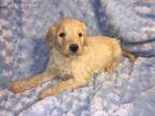 Goldendoodle Puppy for sale in Antlers, OK, USA