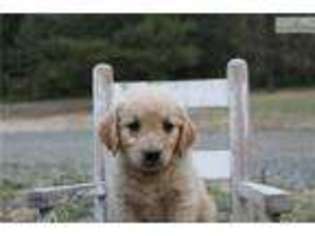 Golden Retriever Puppy for sale in Spokane, WA, USA