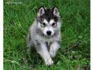 Alaskan Malamute Puppy for sale in Dunnville, KY, USA
